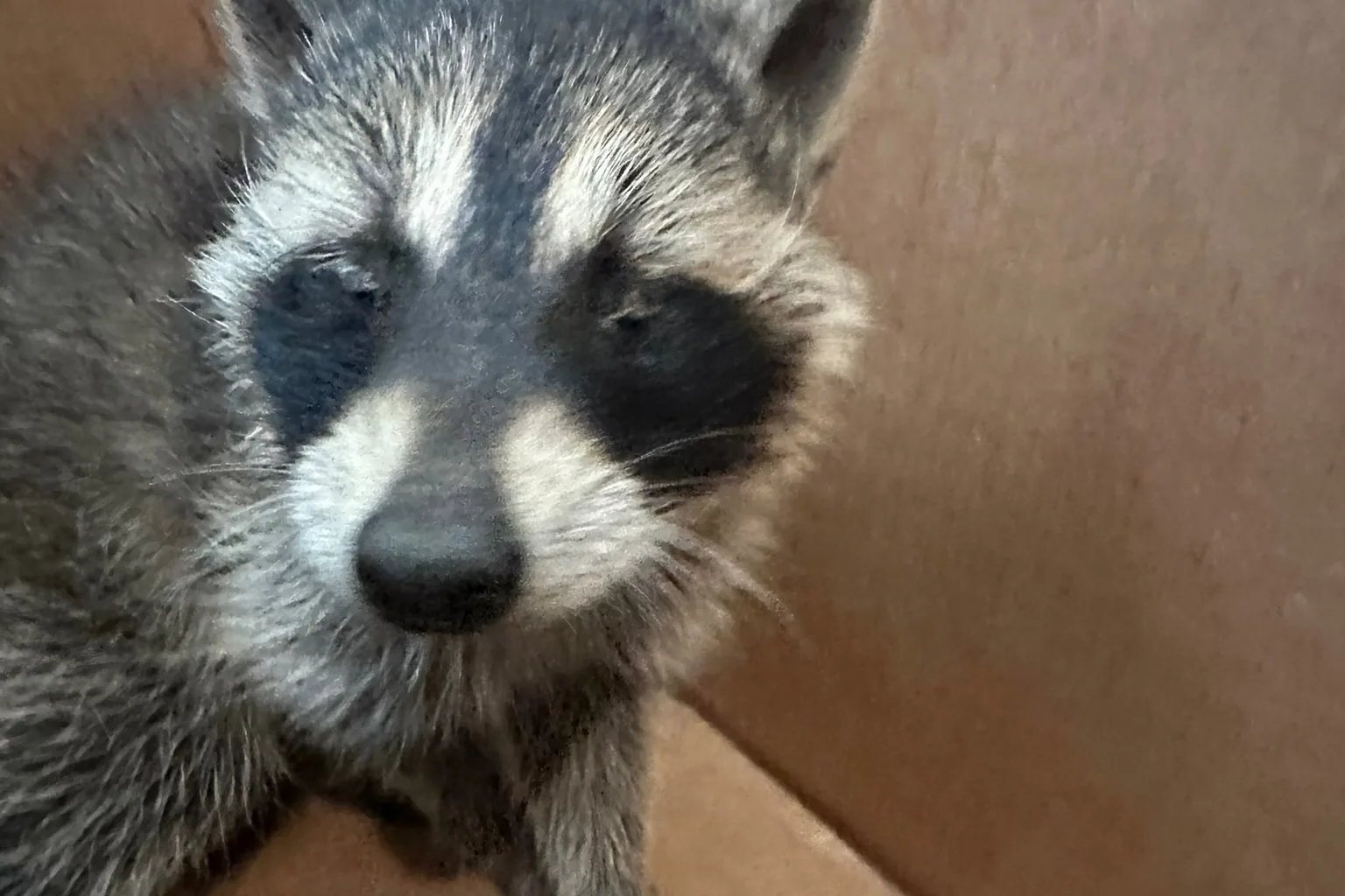 Baby raccoon removed from a Michigan attic