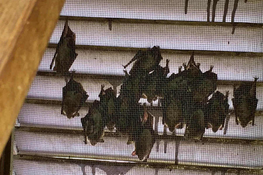 Colony of bats roosting on an attic gable vent screen in a Michigan home