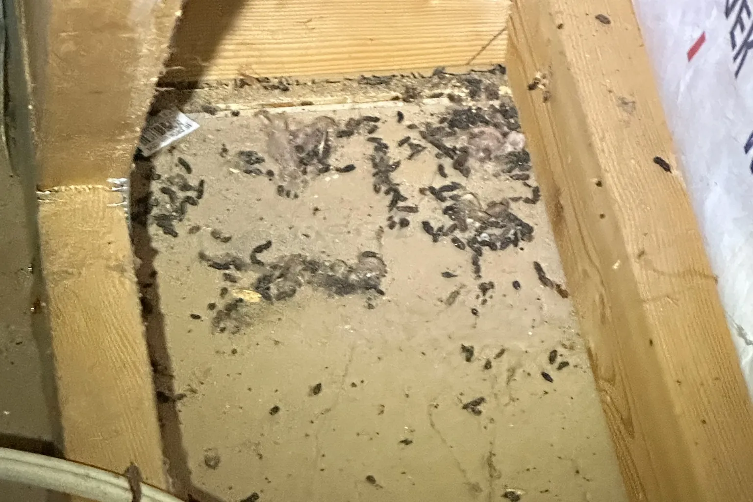 Bat guano droppings between attic joists in a Michigan home