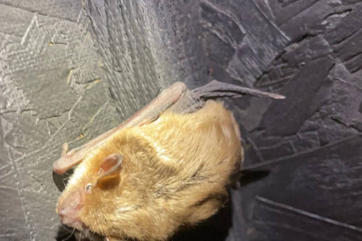 Bat on attic roof sheathing in a Michigan home