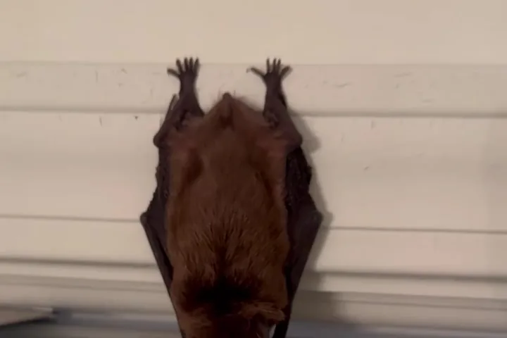 Bat clinging to window trim inside a Michigan home