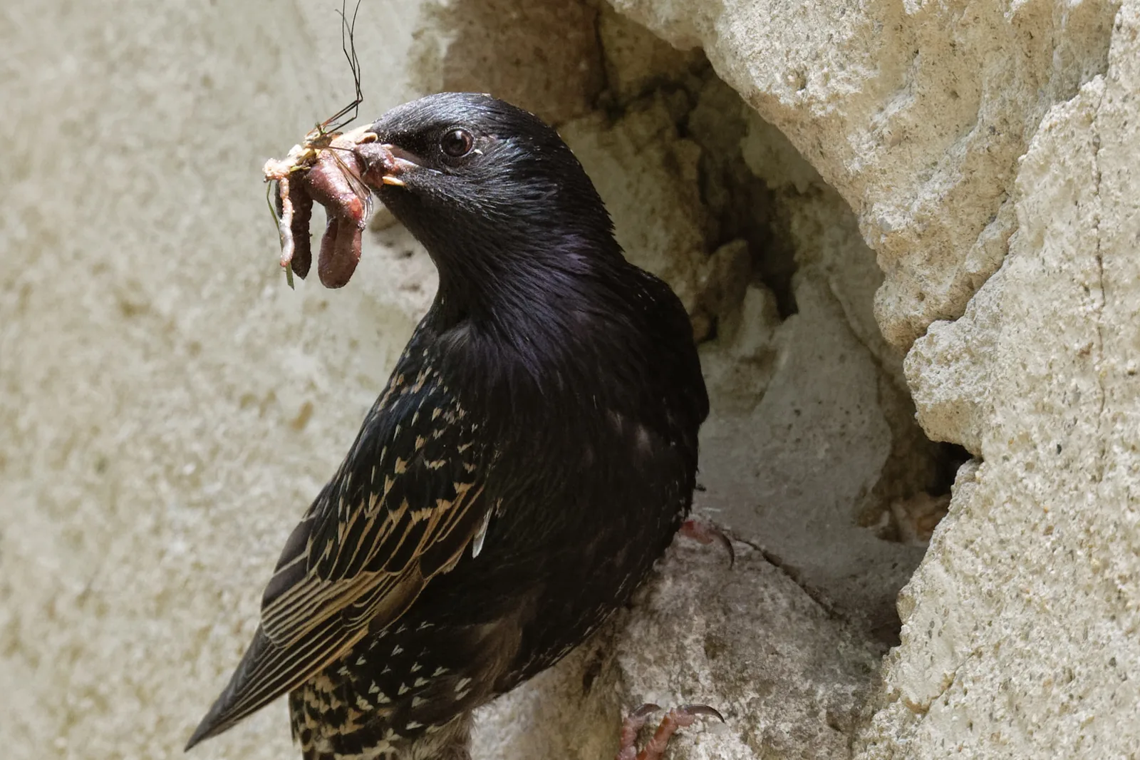 European starling bringing food to a nest in a wall crevice