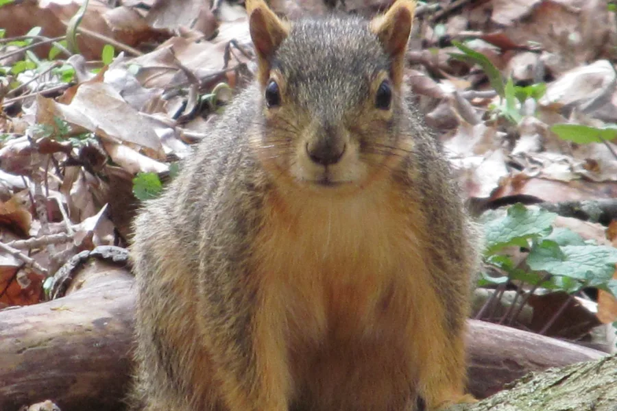 Fox squirrel sitting on a log