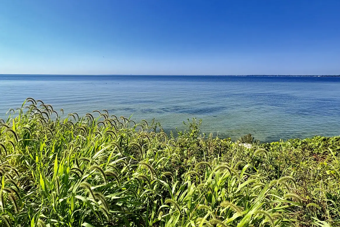 Lake St. Clair shoreline with tall grasses on a clear morning