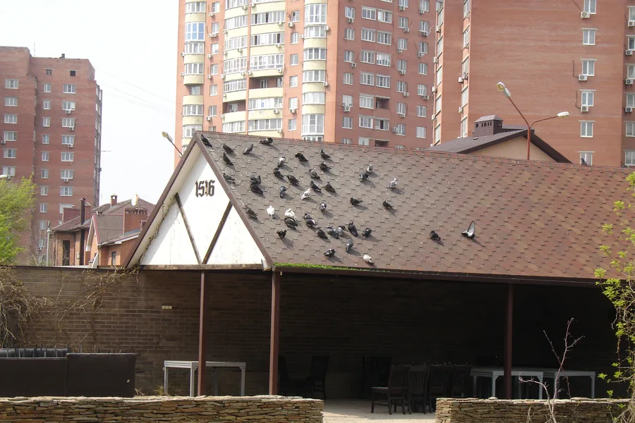 Pigeons lined up on a building roof