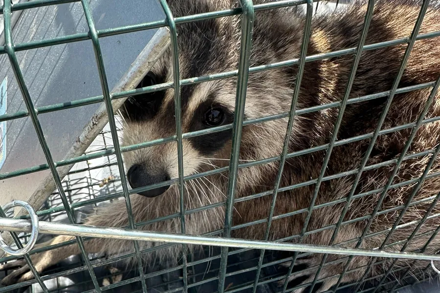 Raccoon in a humane live cage trap