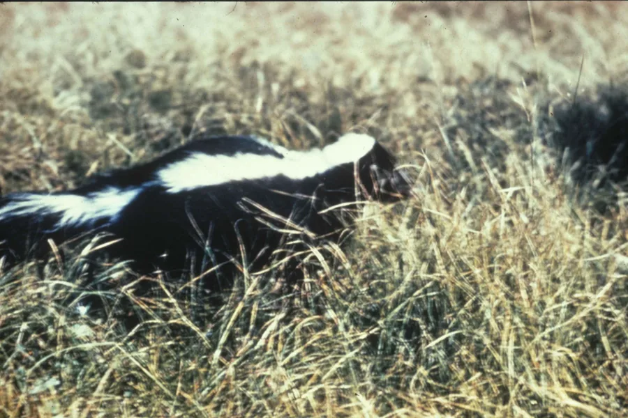 Striped skunk walking through dry grass
