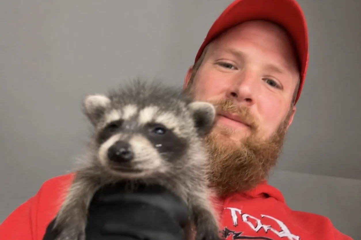 Precision Wildlife Removal technician holding a baby raccoon