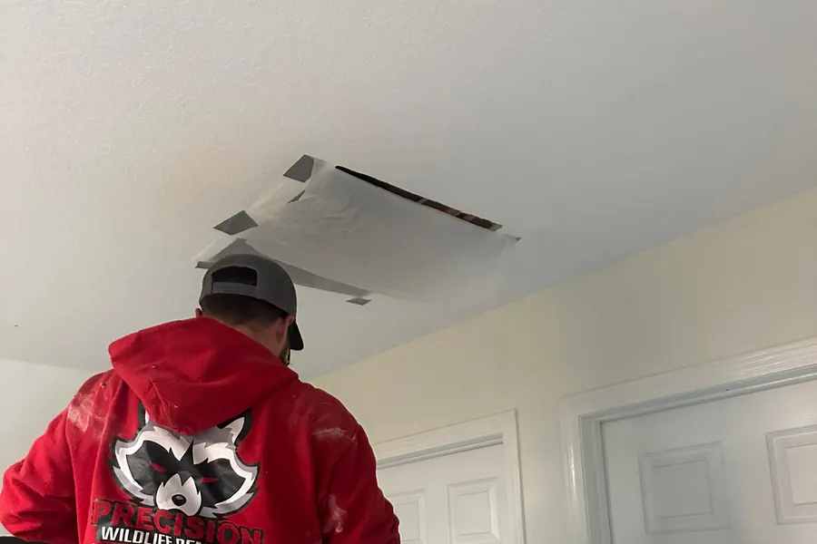 Precision Wildlife Removal technician inspecting an attic access hatch